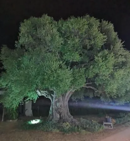 Azienda Multifunzionale S'ozastro Appartement